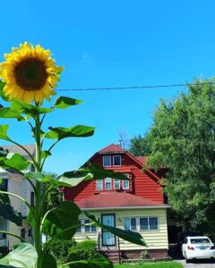 Sunflower growing in the hood