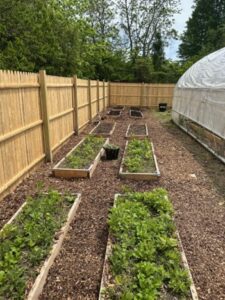 garden in raised beds
