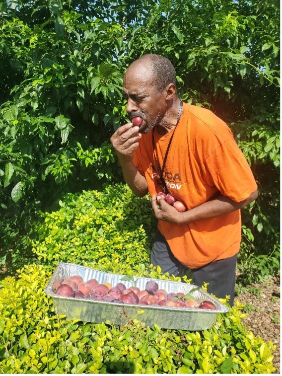 William, an urban gardener and helper at GMG, enjoys the plums from a plum tree at the farm