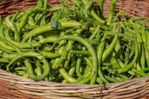 Basket of fresh picked green beans